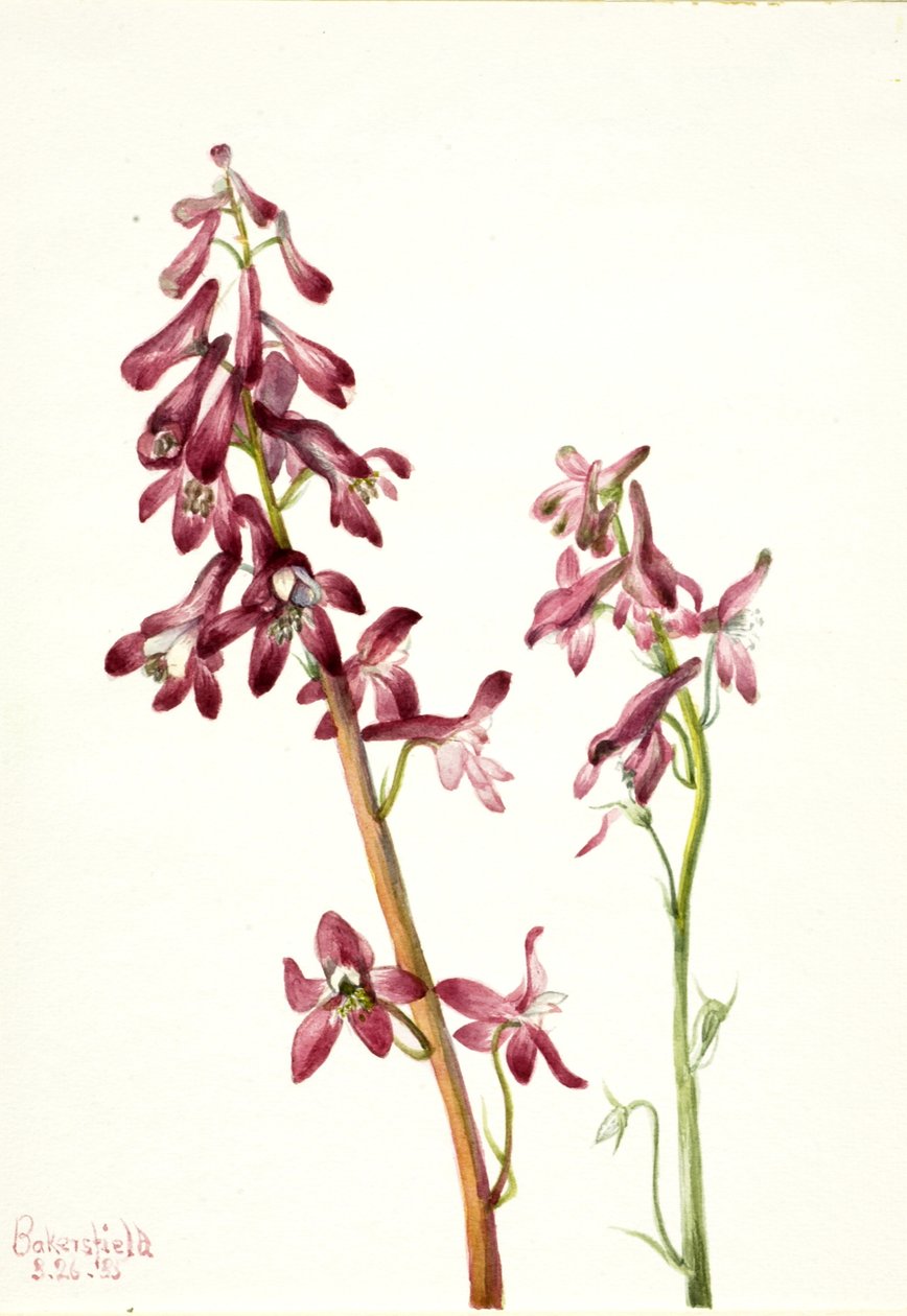 Red Larkspur Delphinium nudicale, 1935. av Mary Vaux Walcott