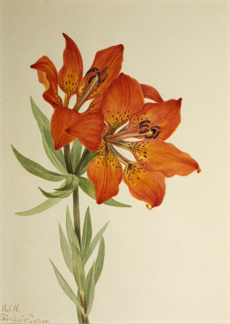 Red Lily Mountain Lily, 1923. av Mary Vaux Walcott