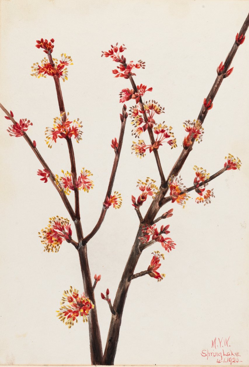 Red Maple Acer rubrum, 1920. av Mary Vaux Walcott