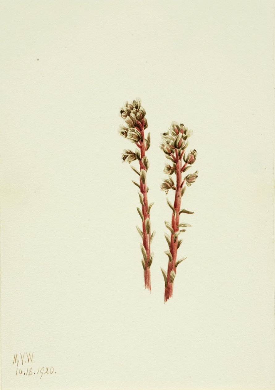 Red Pinesap Hypopitys lanuginosa, 1920. av Mary Vaux Walcott