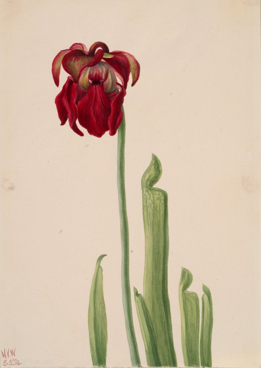 Rød pitcherplant Sarracenia jonesii, 1930. av Mary Vaux Walcott