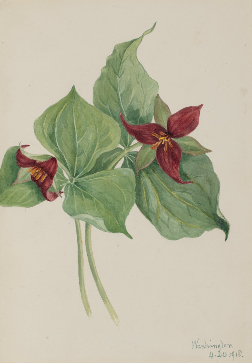 Red Trillium Trillium reist, 1918. av Mary Vaux Walcott