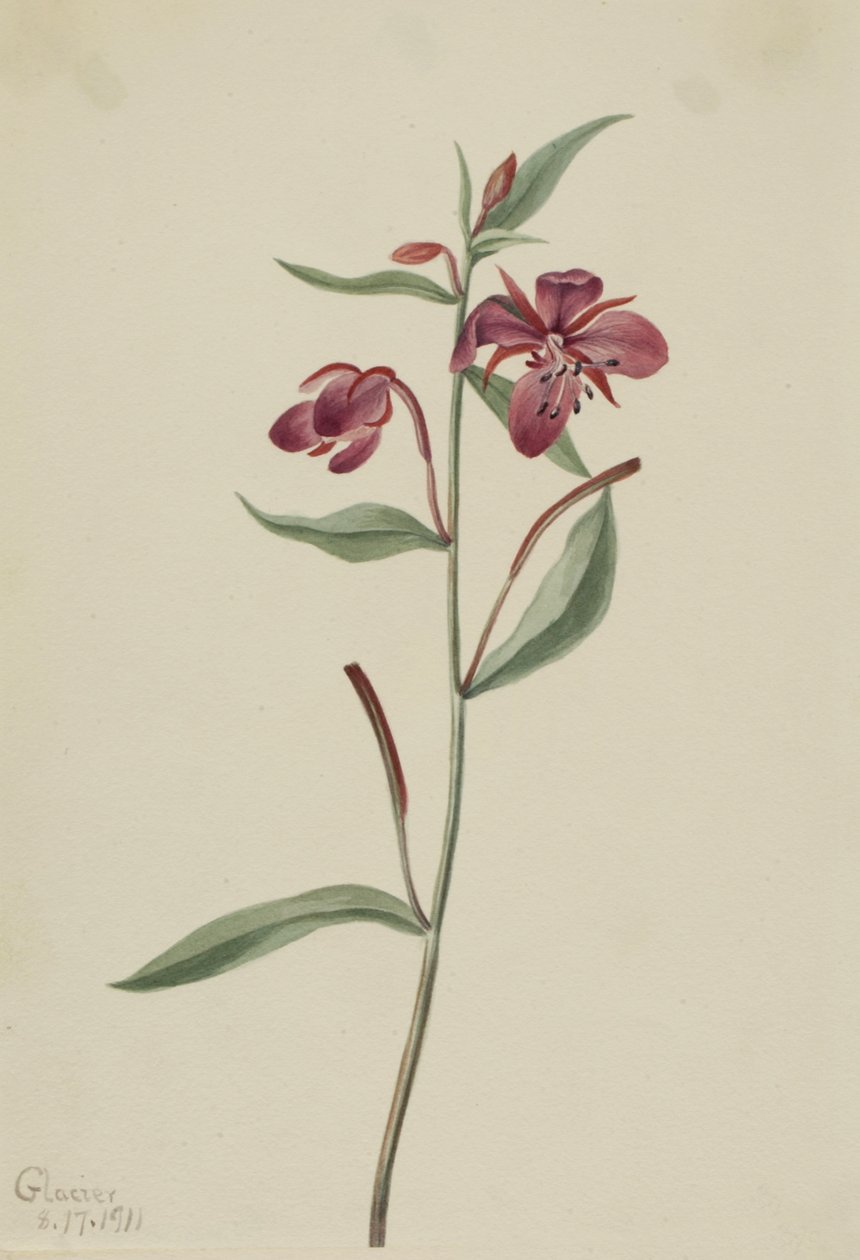 Rød Willowweed Epilobium latifolium, 1911. av Mary Vaux Walcott