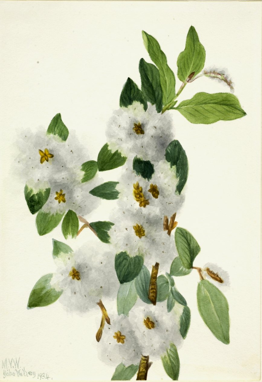 Rock Willow Salix vestita, 1934. av Mary Vaux Walcott