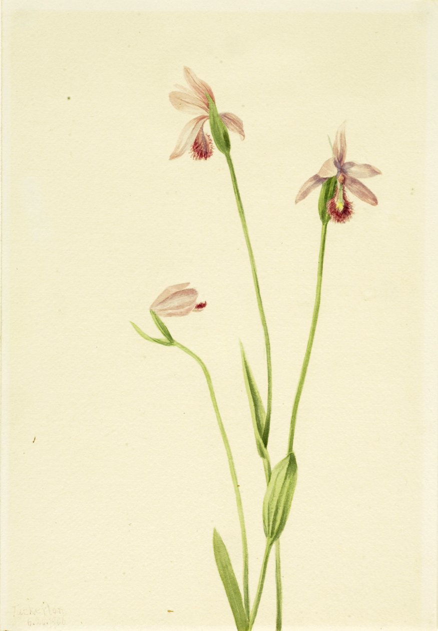 Rose Pogonia Pogonia ophioglossoides, 1906.    1142025   no       norwegian Successfully Translated  Original: The Annunciation Translat: The Annunciation 1240929 no norwegian Successfully Translated Original: Chairman Mao. Translat: Chairman Mao. 1156937  av Mary Vaux Walcott
