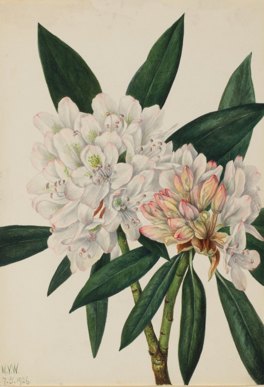 Rosebay Rhododendron Rhododendron maksimum, 1926. av Mary Vaux Walcott
