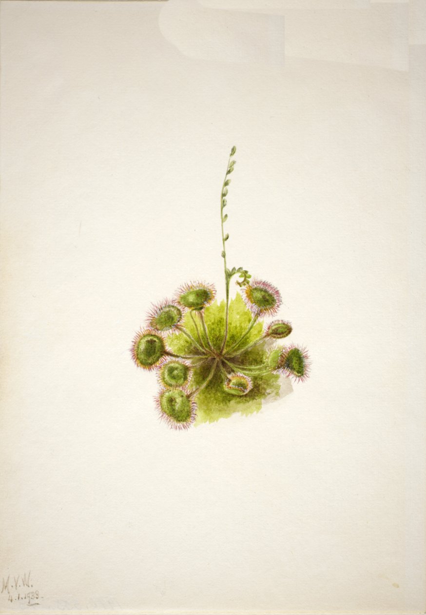 Rundbladssoldugg Drosera rotundifolia, 1933. av Mary Vaux Walcott
