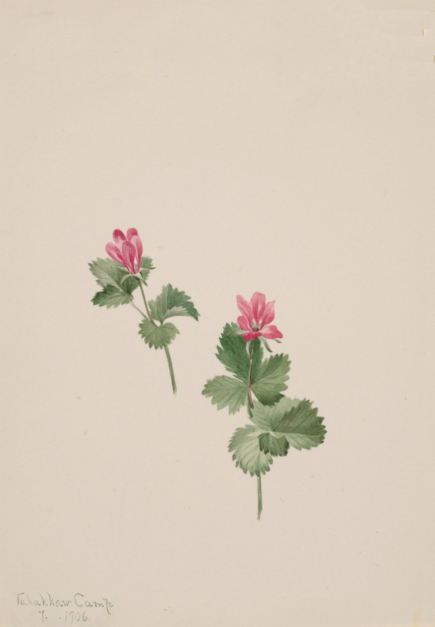 Arktisk bush, 1881. av Mary Vaux Walcott