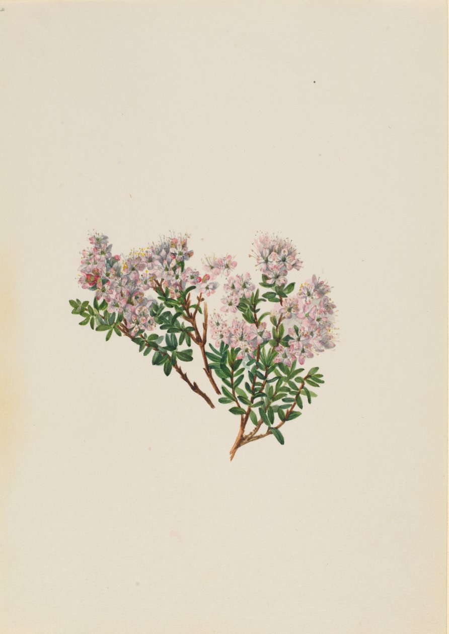 Sandmyrt Leiophyllum lyoni, ca. 1930-tallet. av Mary Vaux Walcott