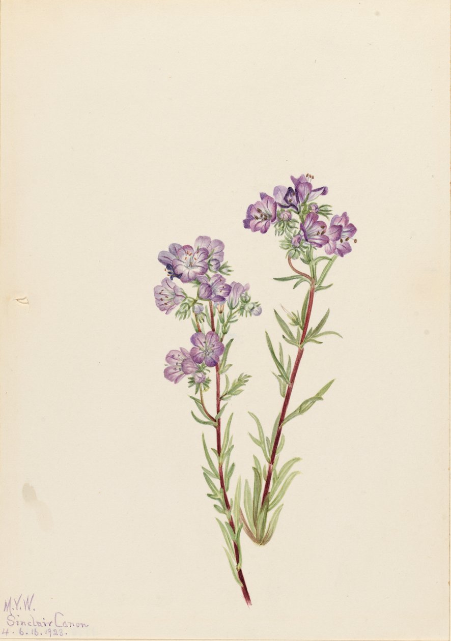 Sand Phacelia Phacelia linearis, 1923. av Mary Vaux Walcott