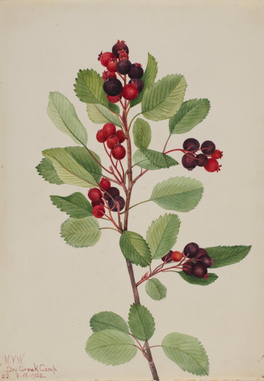 Saskatoon Amelanchier alnifolia, 1923. av Mary Vaux Walcott