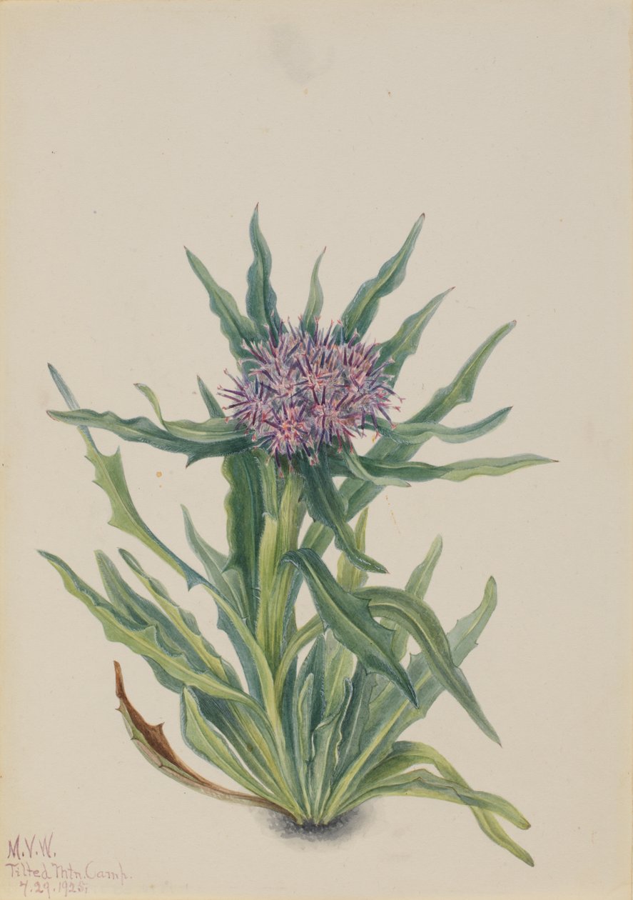 Saussurea Saussurea densa, 1925. av Mary Vaux Walcott