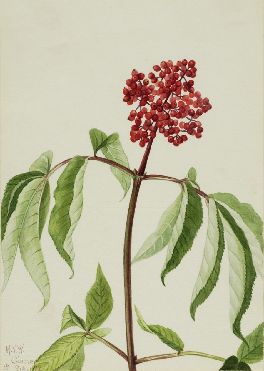 Scarlet eldste Sambucus pubens, 1922. av Mary Vaux Walcott