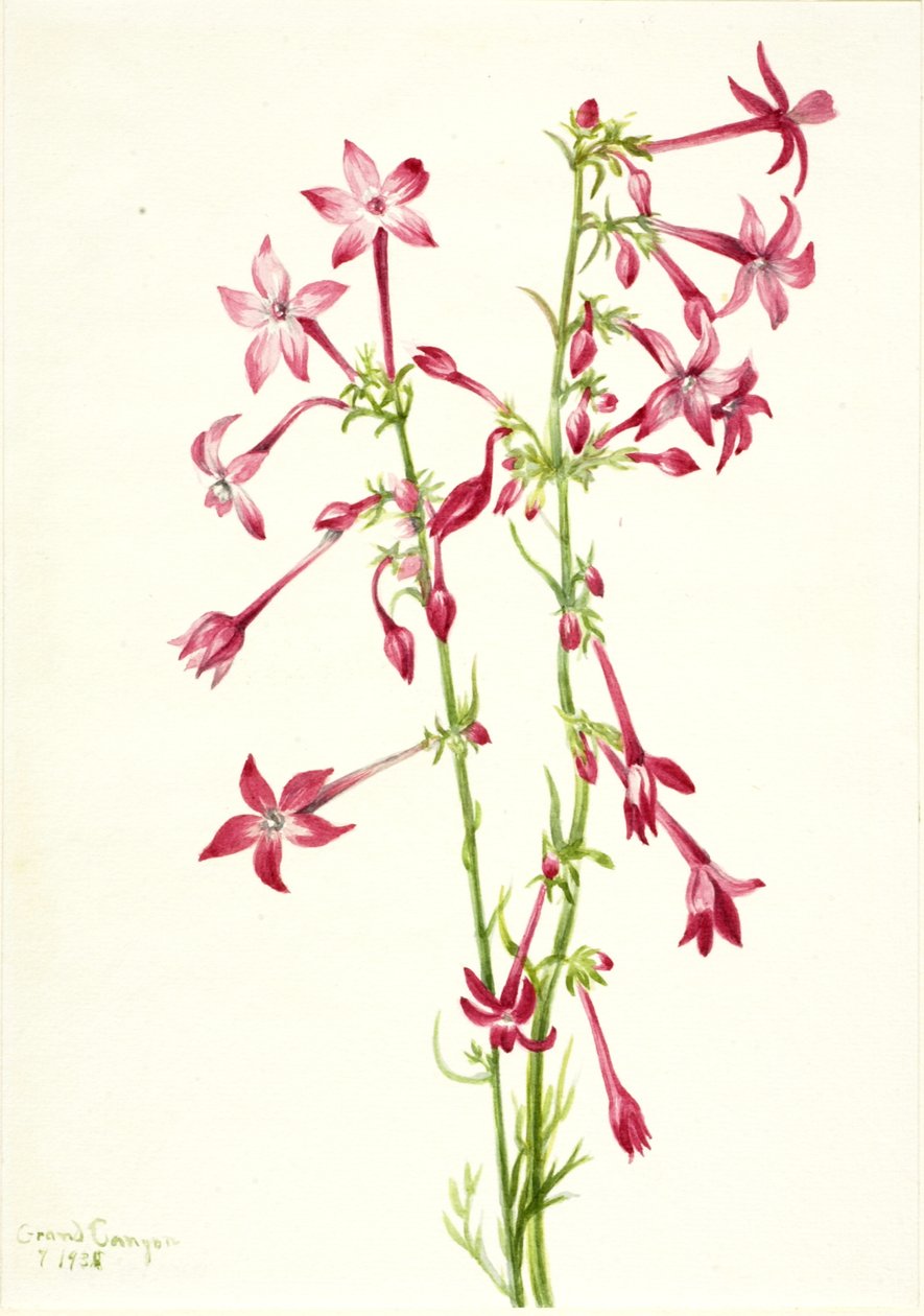 Scarlet Gilia Gilia aggregata, 1935. av Mary Vaux Walcott