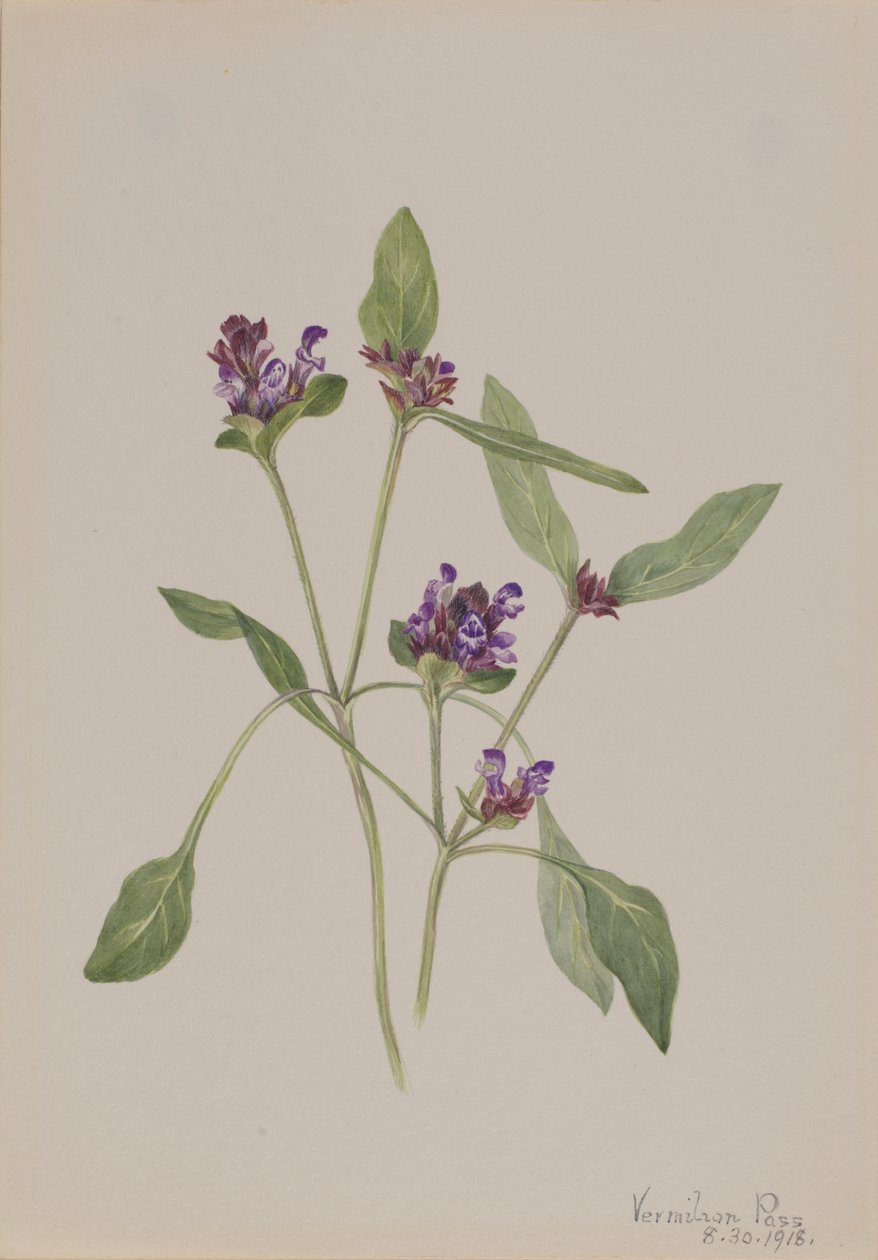 Selvhelbredende Prunella vulgaris, 1918. av Mary Vaux Walcott