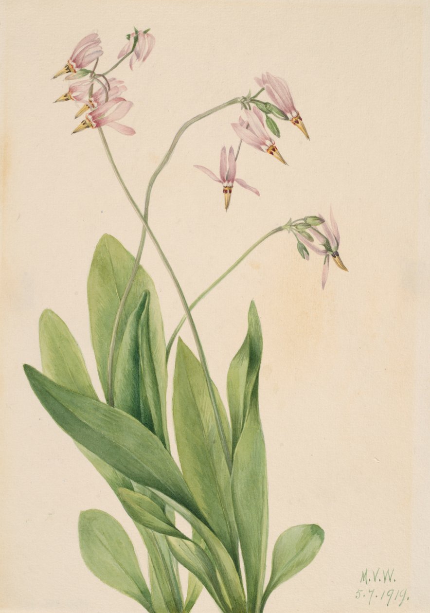 Shooting Star Dodecatheon media, 1919. av Mary Vaux Walcott