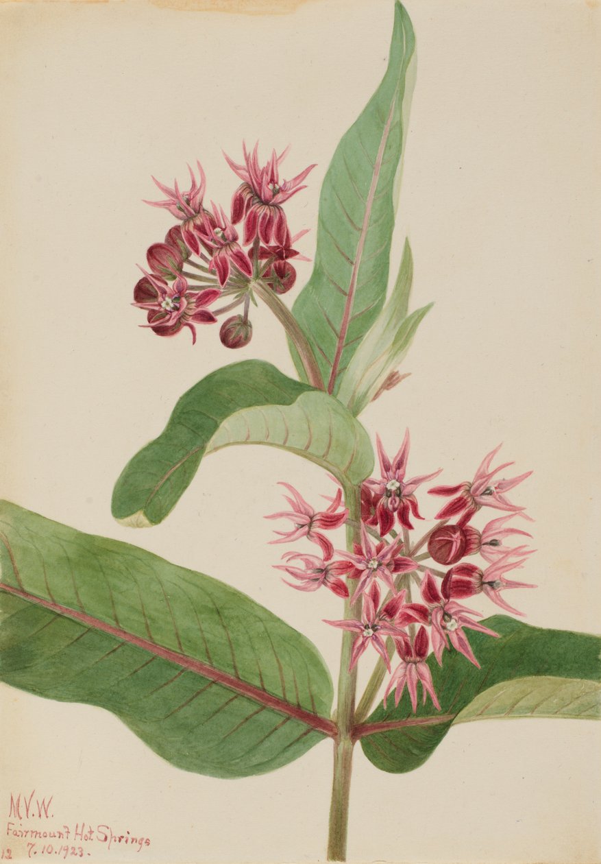 Showy Milkweed Asclepias speciosa, 1923. av Mary Vaux Walcott