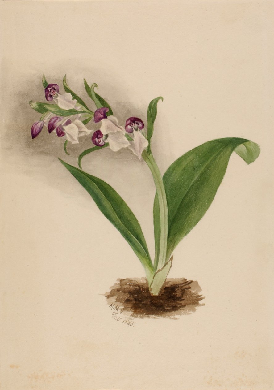 Prangende orkideer Orchis spectabilis, 1885. av Mary Vaux Walcott