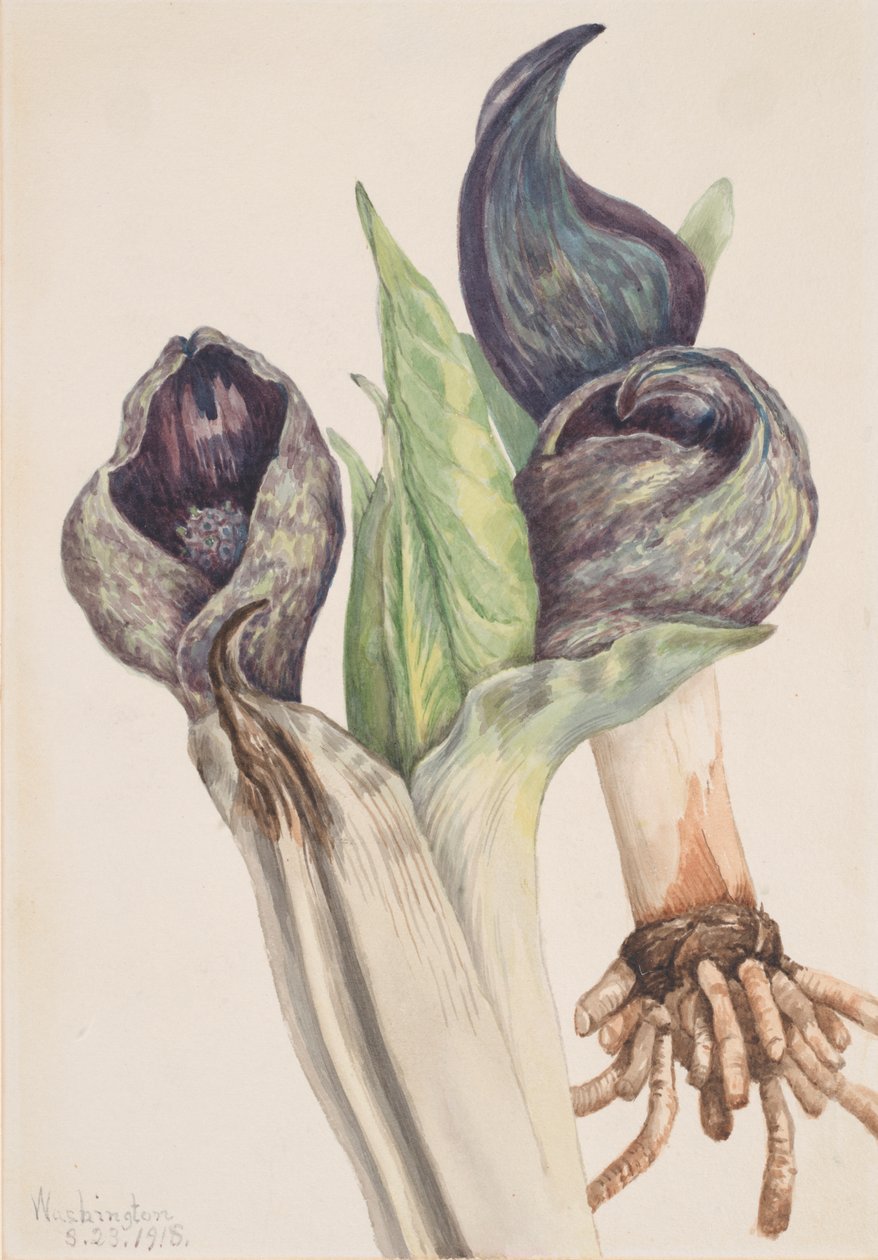 Spartiyema Poetida for Sakunk Kabba, 1918. av Mary Vaux Walcott
