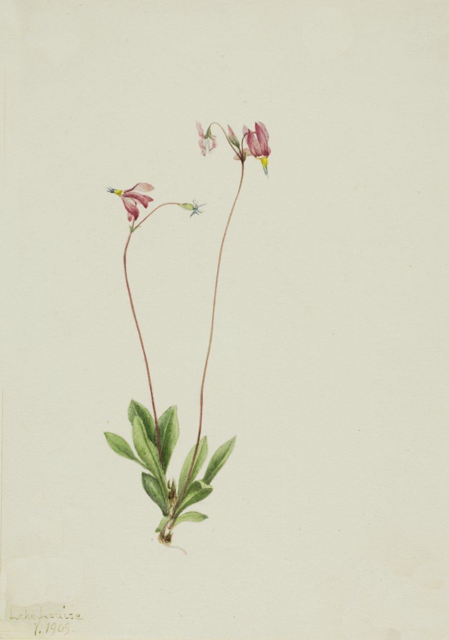 Slanke stjerneskudd Dodecatheon pauciflorum, 1909. av Mary Vaux Walcott