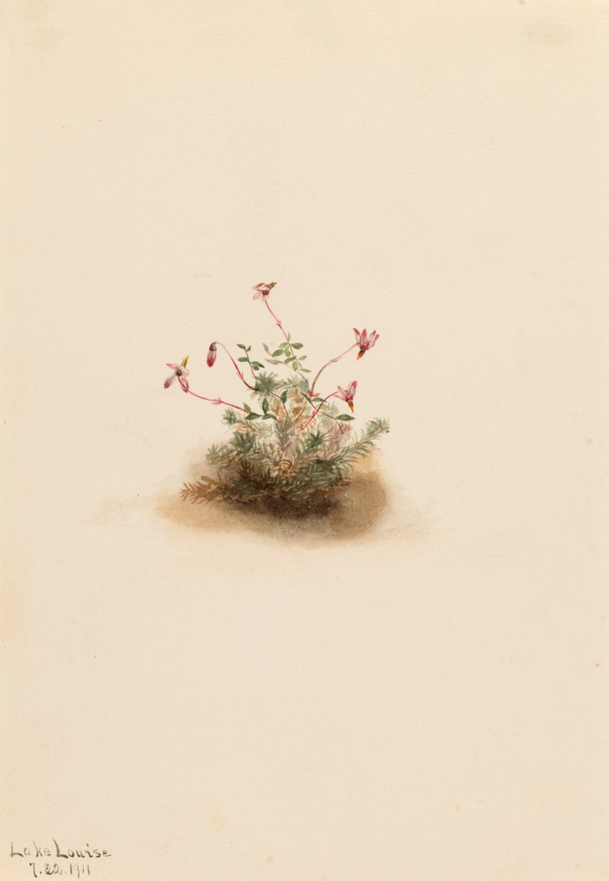 Små tranebær Oxycoccus palustris, 1911. av Mary Vaux Walcott