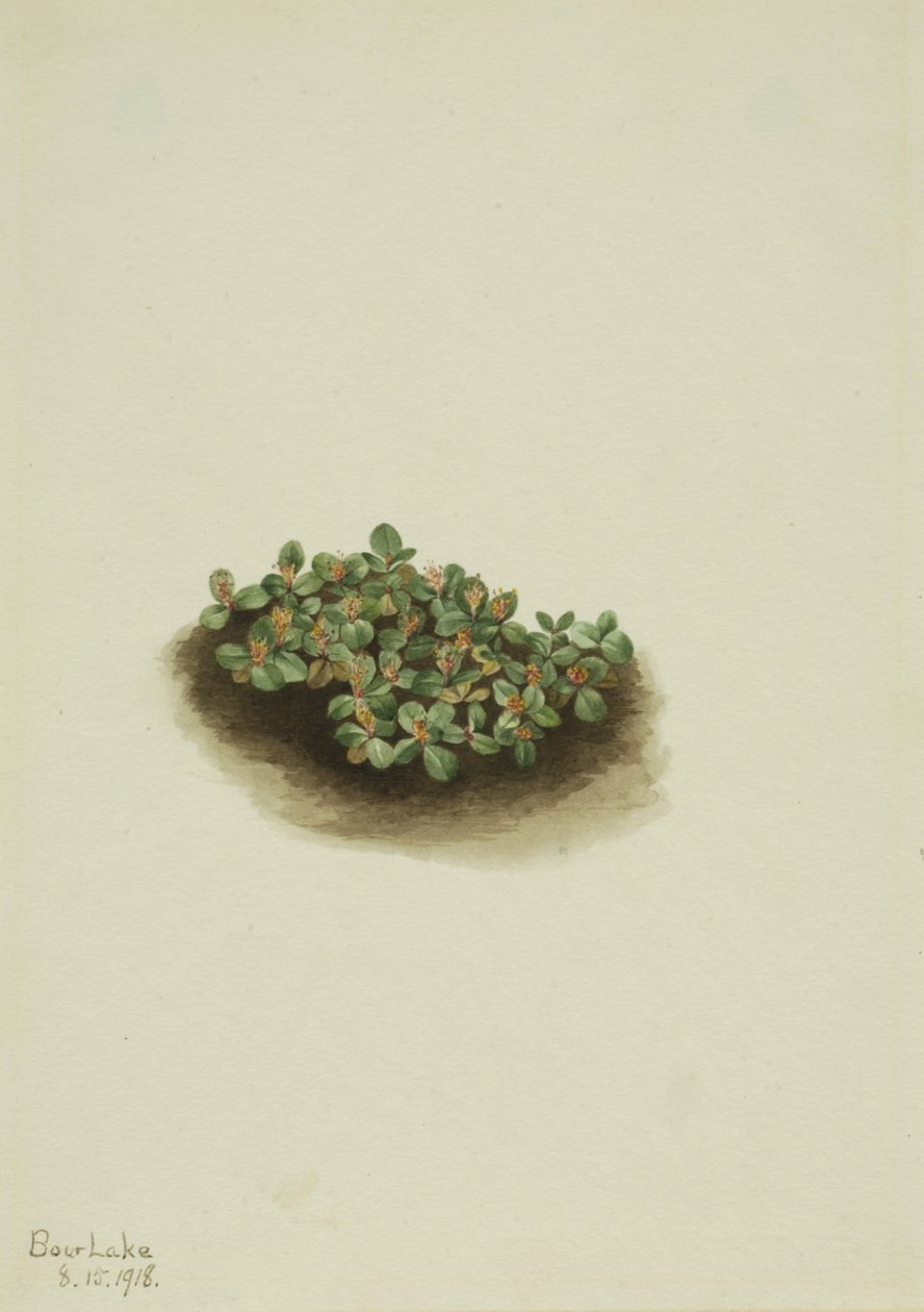 Snøpil Salix nivalis, 1918. av Mary Vaux Walcott