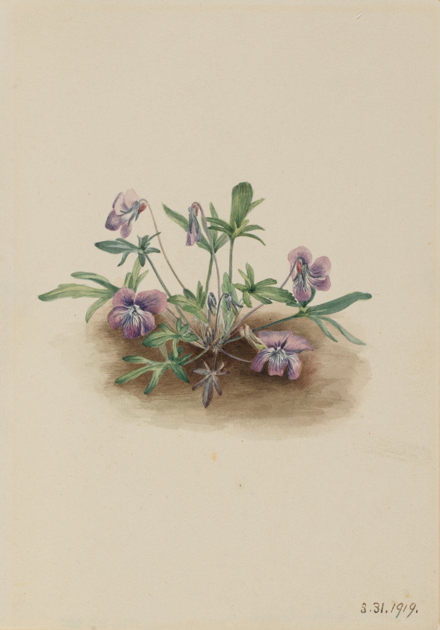 Southern Coast Violet Viola septemloba, 1919. av Mary Vaux Walcott
