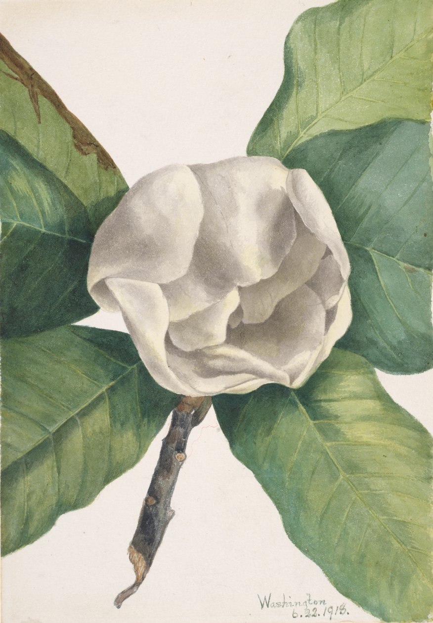 Southern Magnolia Magnolia grandiflora, 1918. av Mary Vaux Walcott
