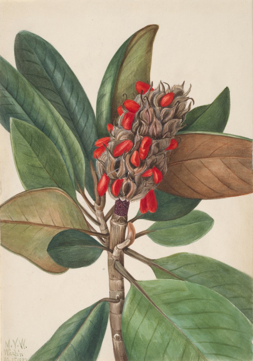 Southern Magnolia Magnolia grandiflora, 1923. av Mary Vaux Walcott