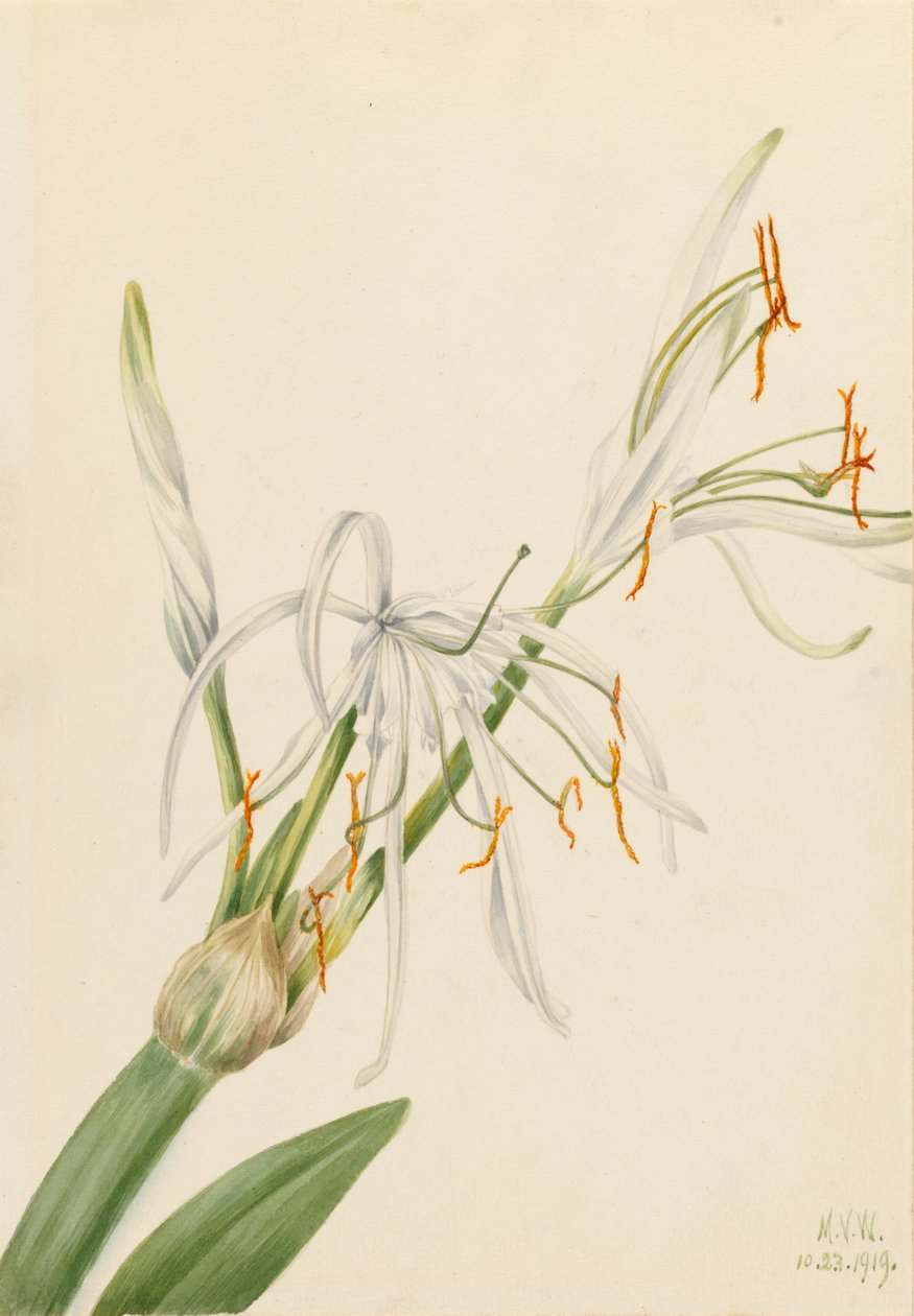 Spider Lily Hymenocallis rotata, 1919. av Mary Vaux Walcott