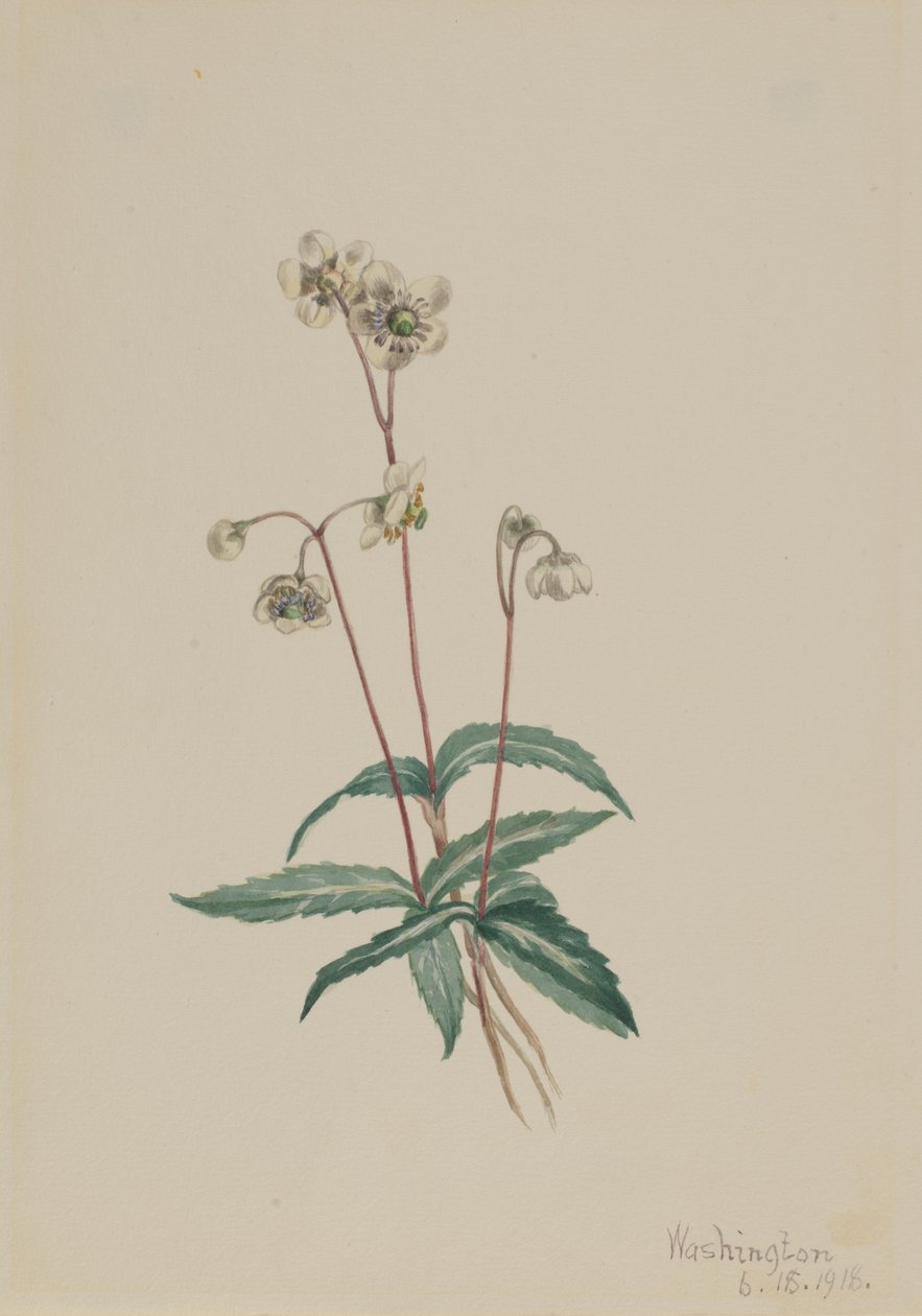 Spotted Pipsissewa Chimaphila maculata, 1918. av Mary Vaux Walcott