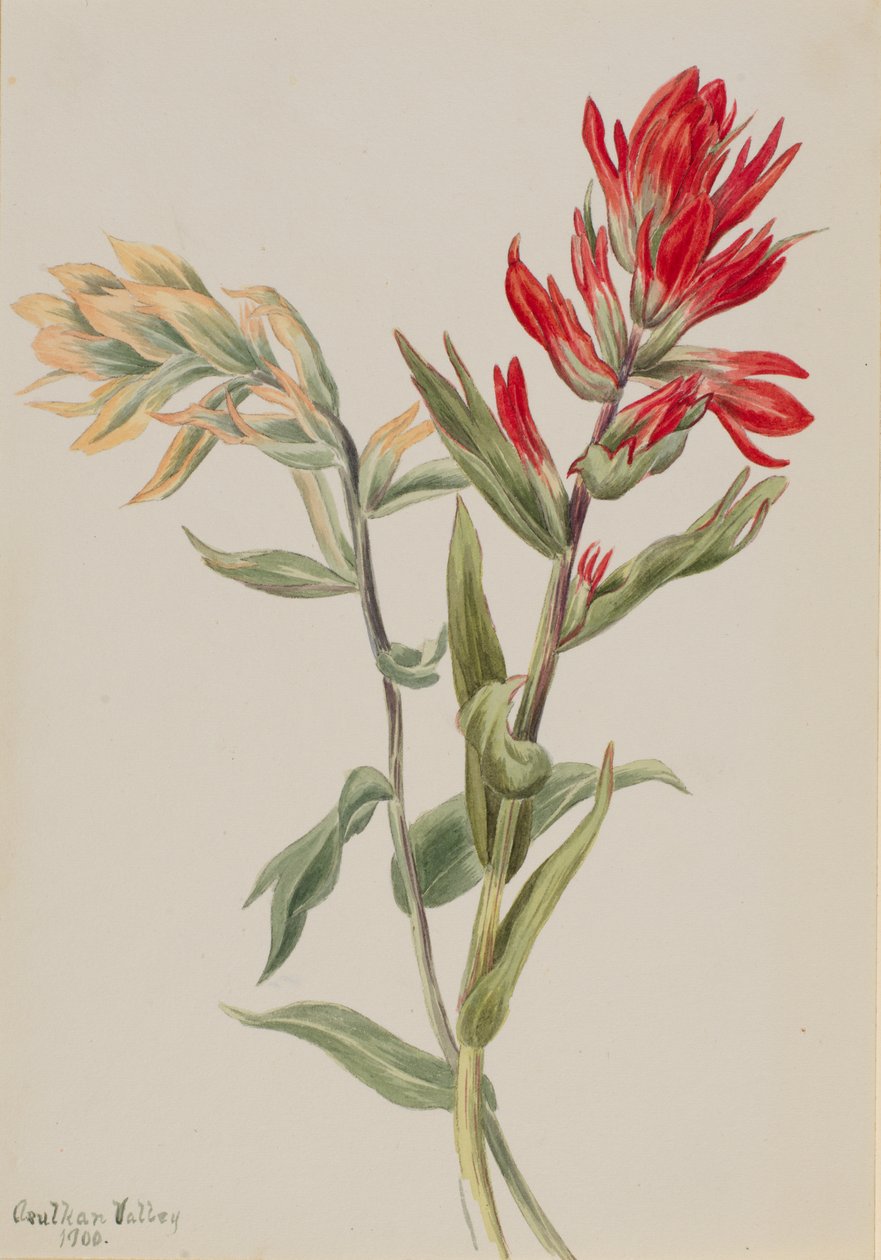 Stachys palustria, 1900. av Mary Vaux Walcott