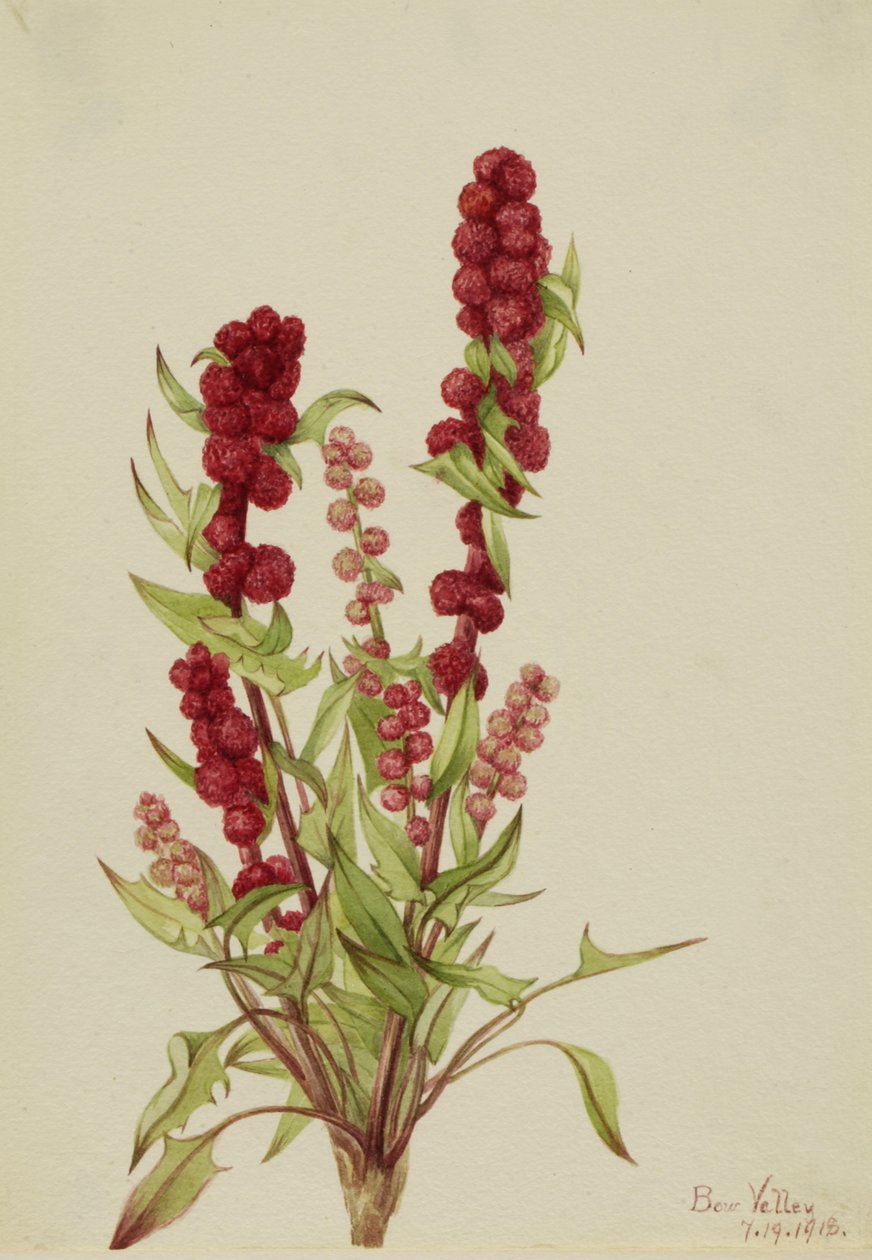Strawberry-Blite Chenopodium capitatum, 1918. av Mary Vaux Walcott