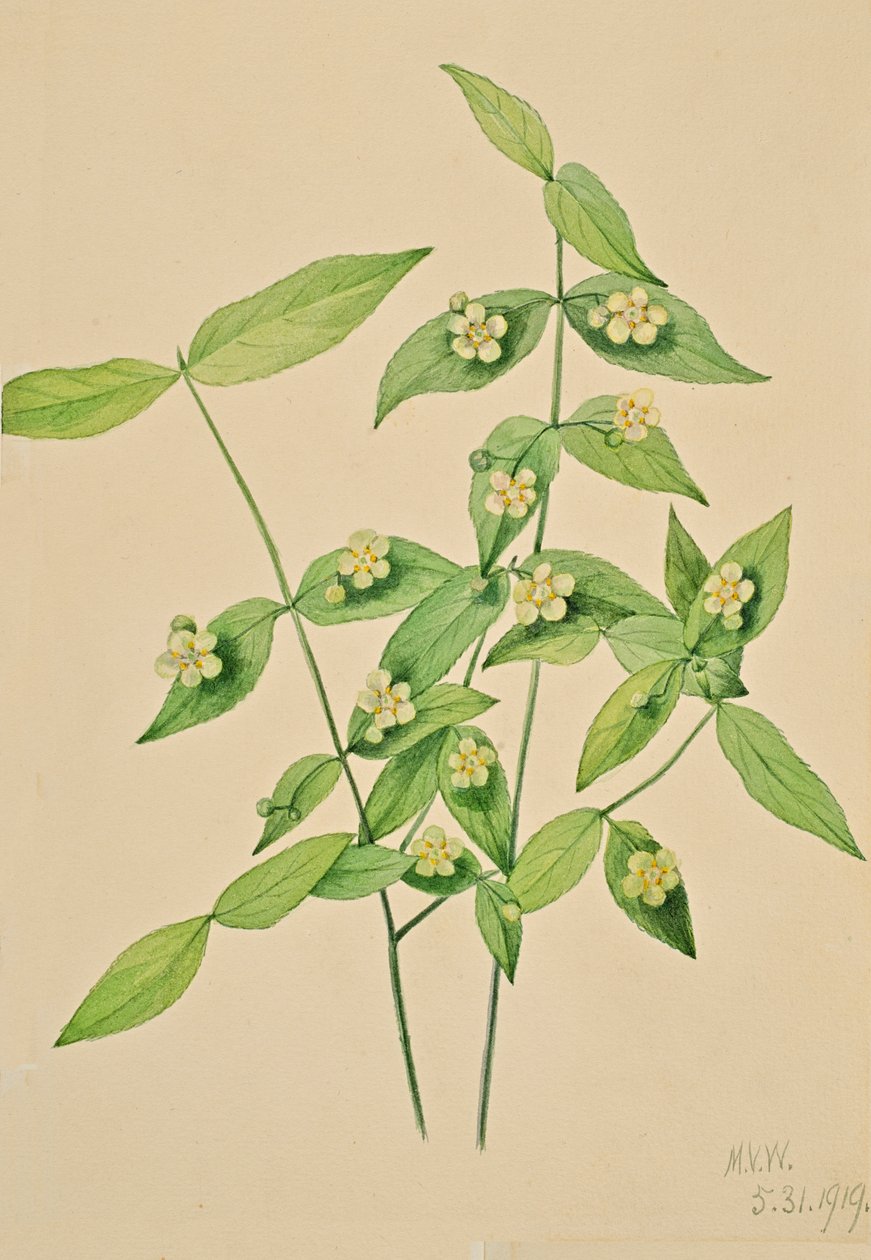 Jordbærbusk Euonymus americanus, 1919. av Mary Vaux Walcott