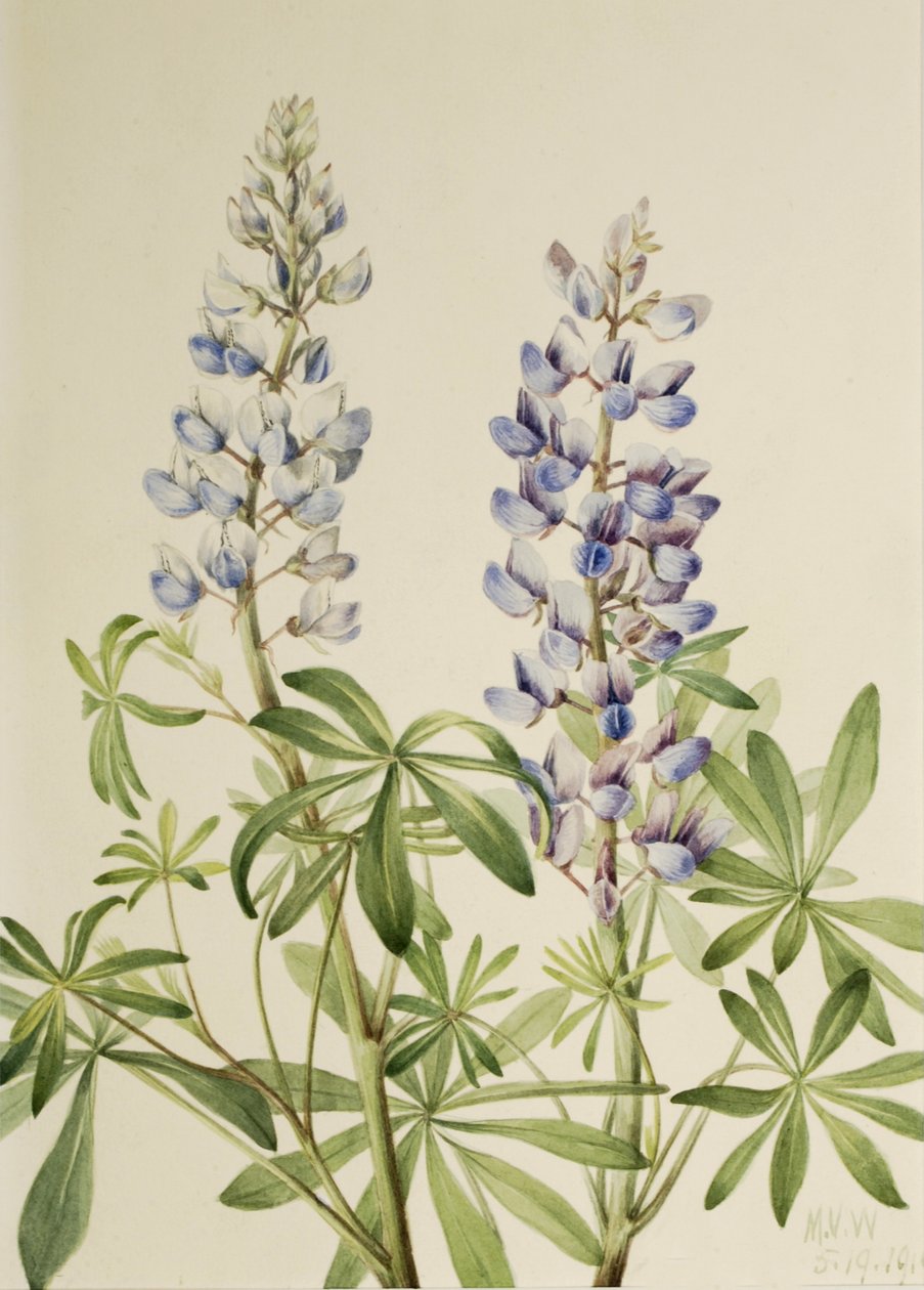 Sun Dial Lupin Flerårig Lupin, 1919. av Mary Vaux Walcott