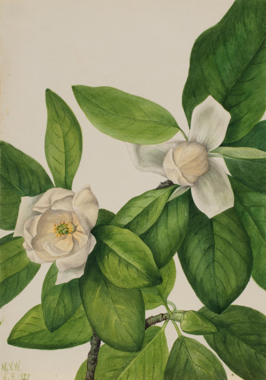 Sweetbay Magnolia virginiana, 1927. av Mary Vaux Walcott