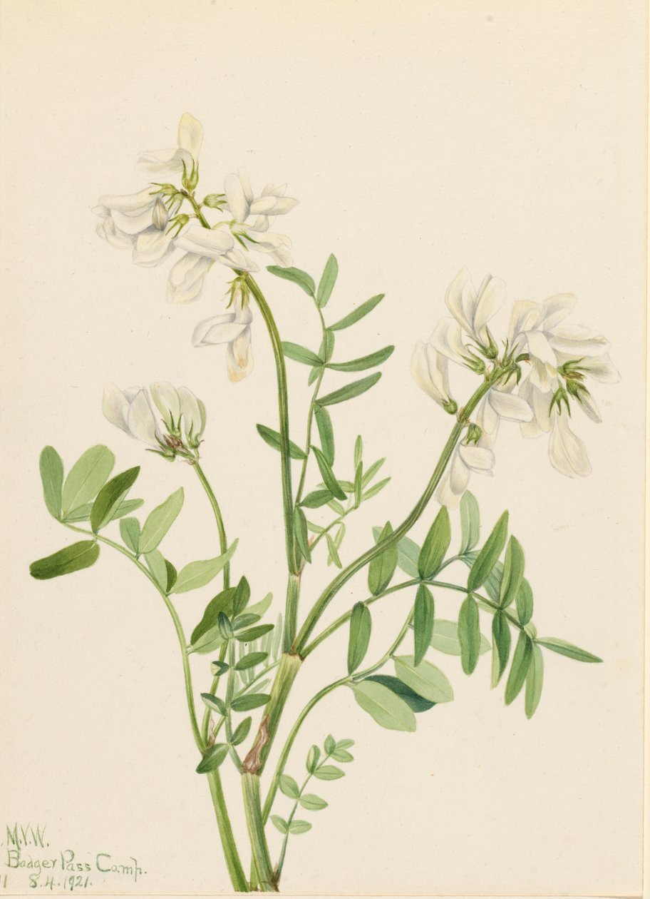 Sweetvetch Hedysarum mackenzii, 1921. av Mary Vaux Walcott