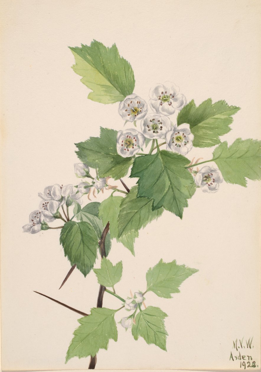 Thicket Hawthorn Crataegus coccinea, 1922. av Mary Vaux Walcott