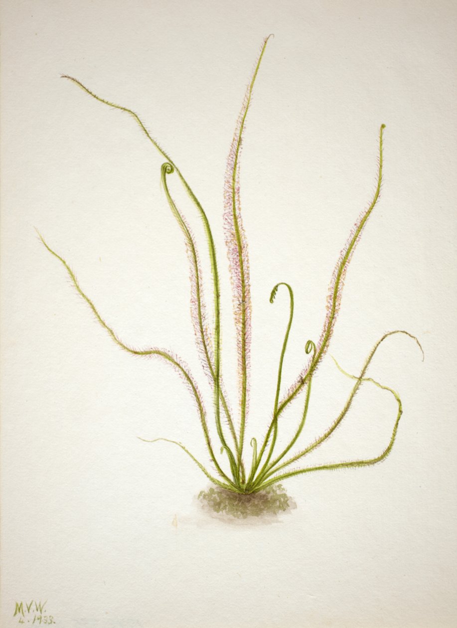 Thread Leaf Solew Drosera rotundifolia, 1933. av Mary Vaux Walcott