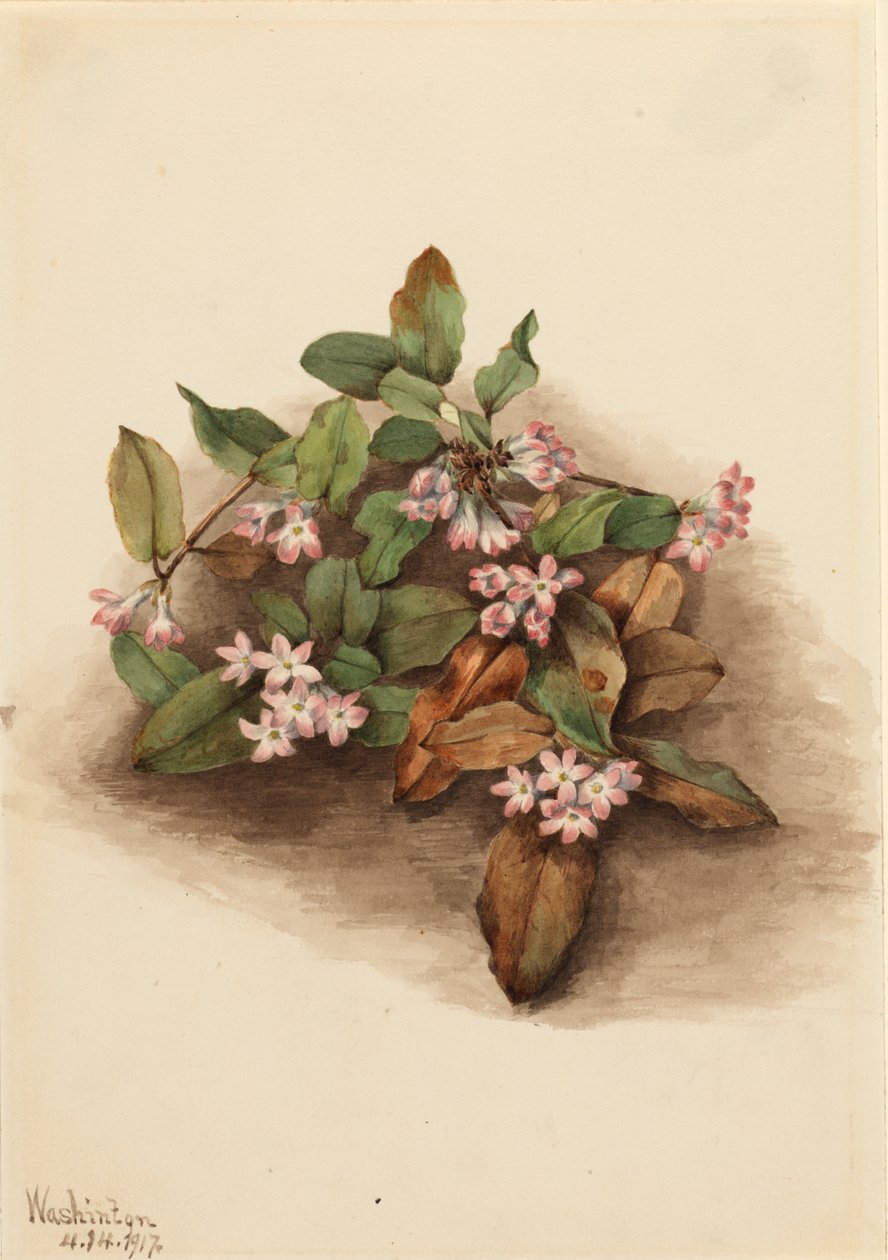 Etterfølgende Arbutus Epigaea repens, 1917. av Mary Vaux Walcott