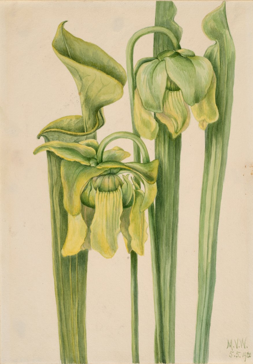 Trompetblad Sarracenia flava, 1920. av Mary Vaux Walcott