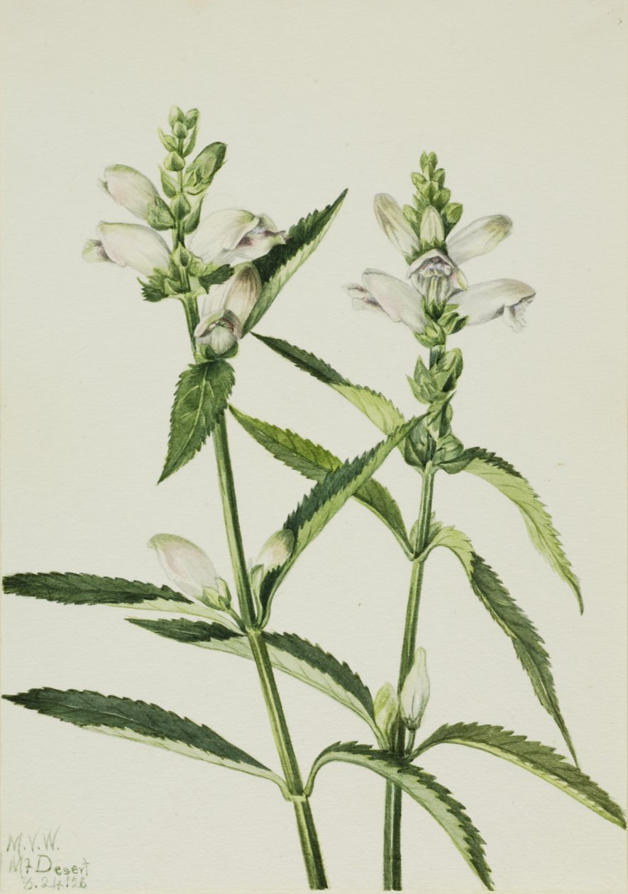 Turtlehead Chelone glabra, 1926. av Mary Vaux Walcott