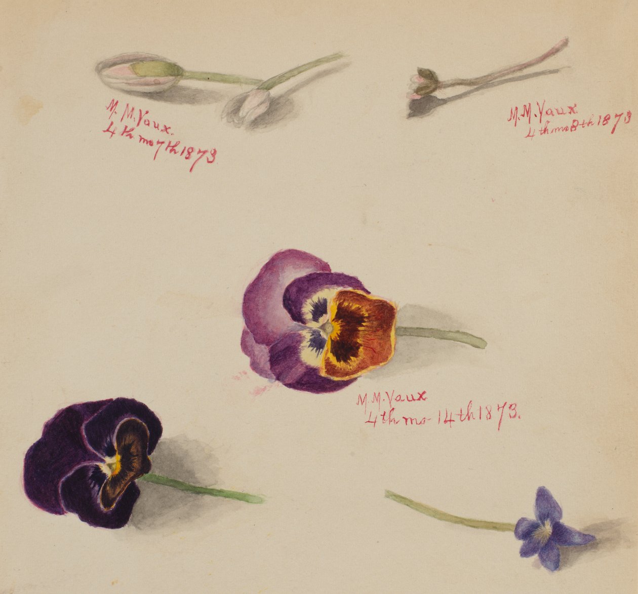 Uten tittel--Flower Study, 1873. av Mary Vaux Walcott