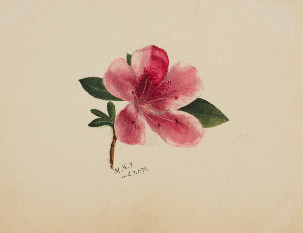 Uten tittel--Flower Study, 1876. av Mary Vaux Walcott