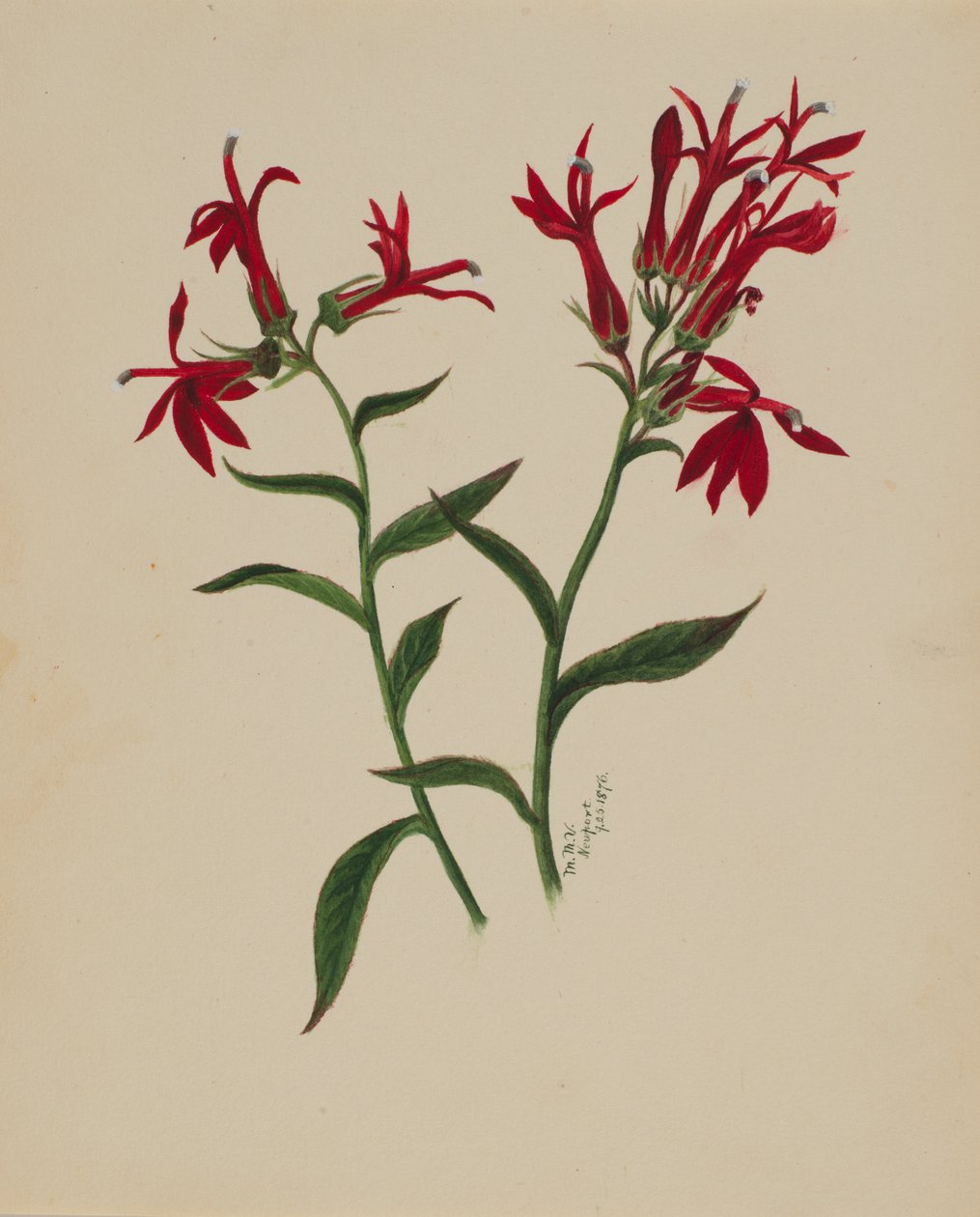 Uten tittel--Flower Study, 1876. av Mary Vaux Walcott