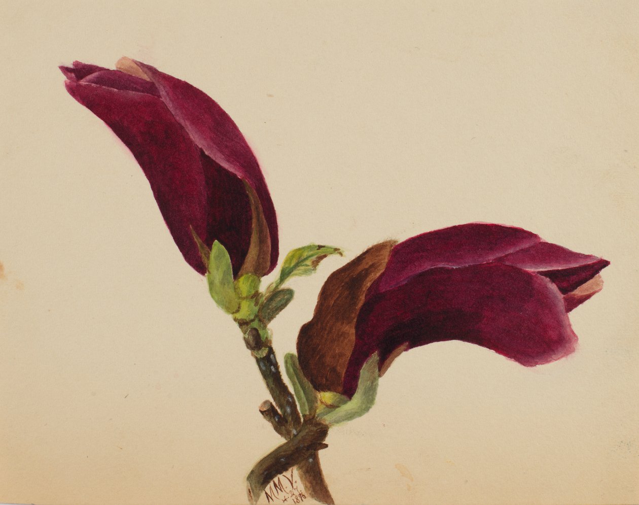 Uten tittel--Flower Study, 1876. av Mary Vaux Walcott