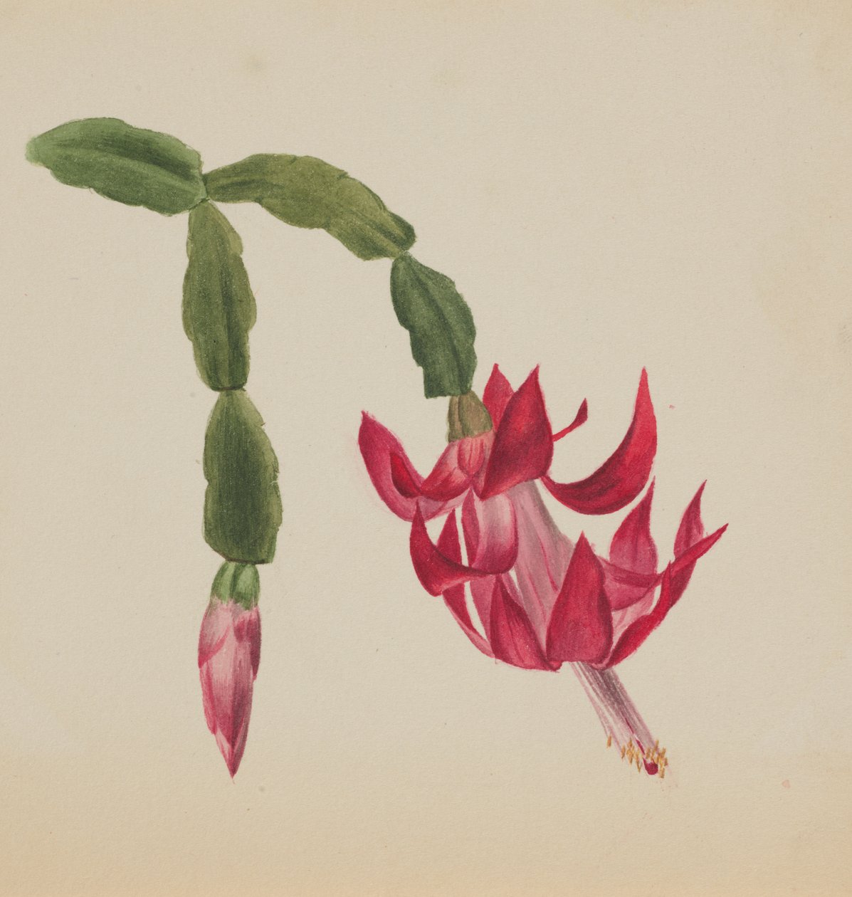 Uten tittel--Flower Study, 1878. av Mary Vaux Walcott