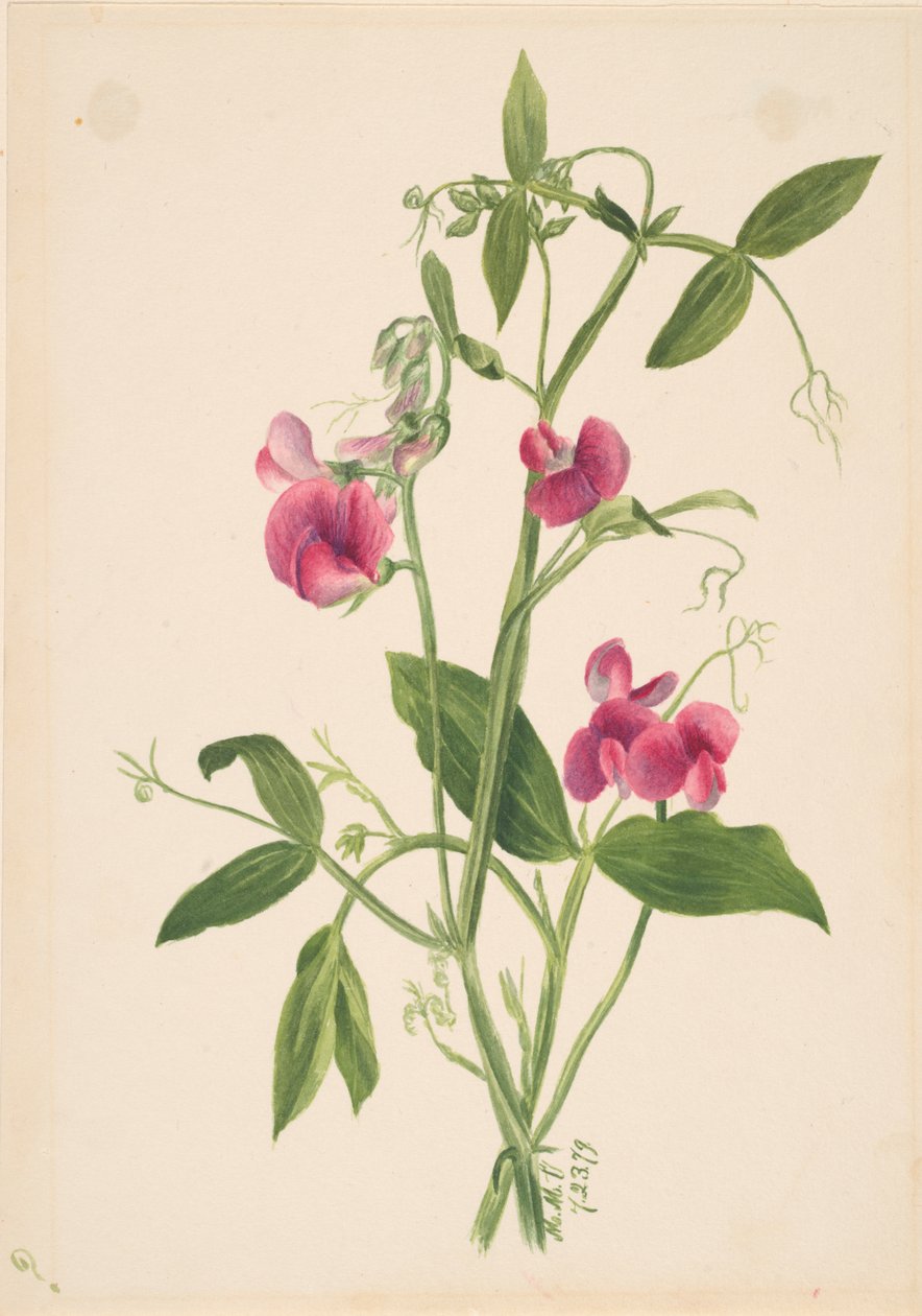 Uten tittel--Flower Study, 1879. av Mary Vaux Walcott