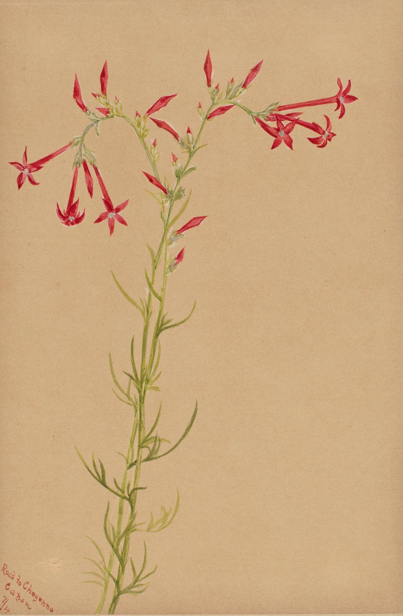 Uten tittel--Flower Study, 1883. av Mary Vaux Walcott