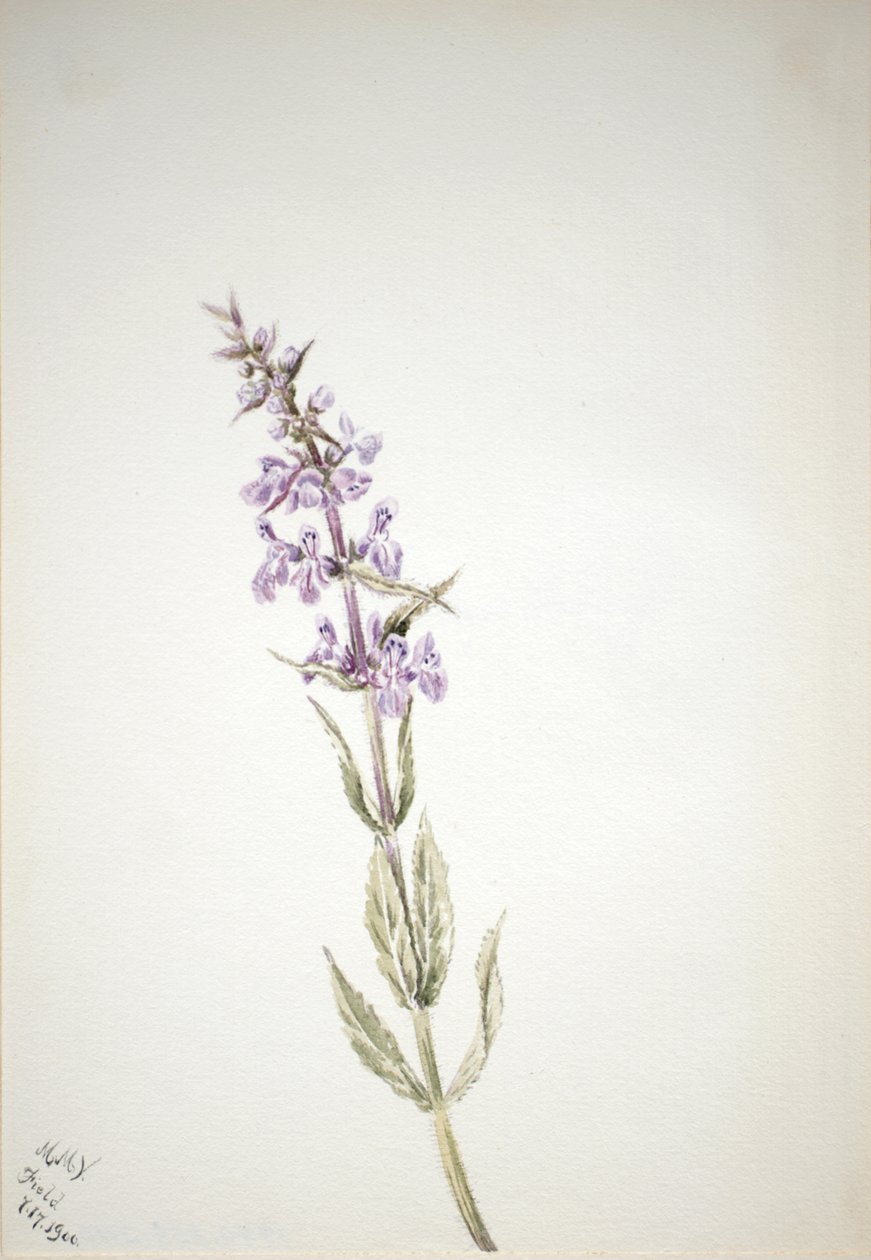 Uten tittel--Flower Study, 1900. av Mary Vaux Walcott